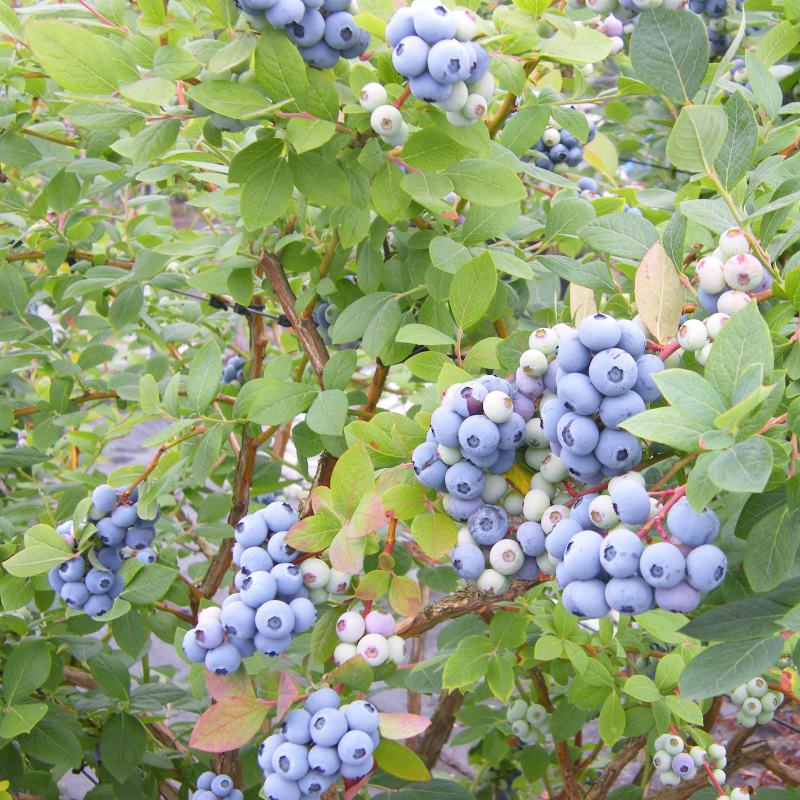 ޥΥꥢ SHϥ֥롼٥꡼2ǯ