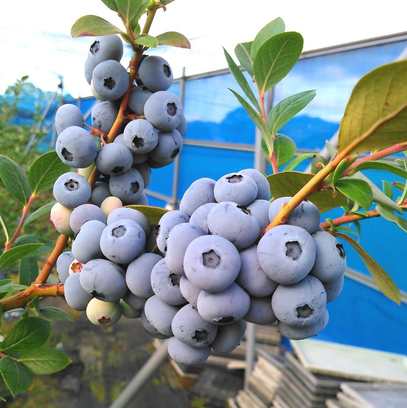 ޥΥꥢ SHϥ֥롼٥꡼2ǯ