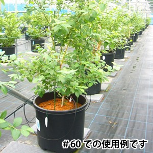 NP�ݥåȡ�60 (10����) �ڤ��Ϥ����ֻ����Բġ� �ڥ᡼����ľ����