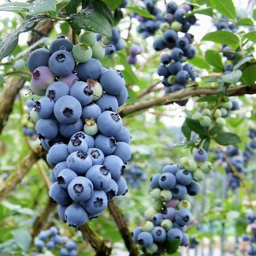 ѥåȡ SHϥ֥롼٥꡼2ǯ