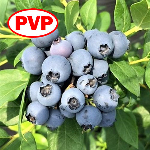 ѥåȡ SHϥ֥롼٥꡼2ǯ