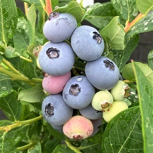 ٥ SHϥ֥롼٥꡼2ǯ