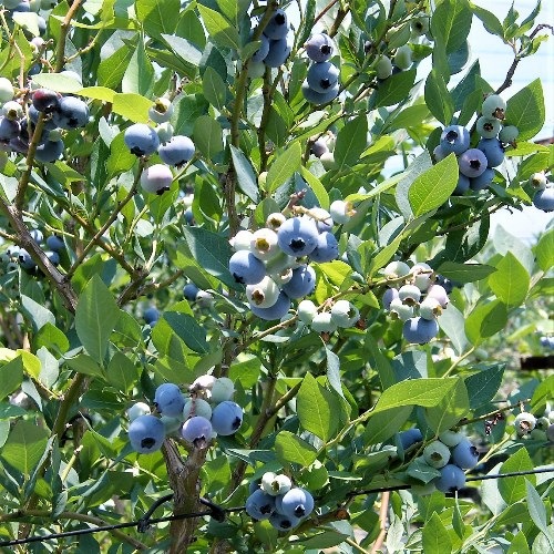 ٥ SHϥ֥롼٥꡼2ǯ