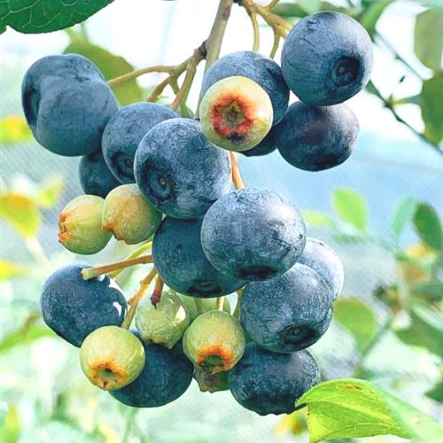 ��� ��RE�ϥ֥롼�٥꡼��2ǯ��������