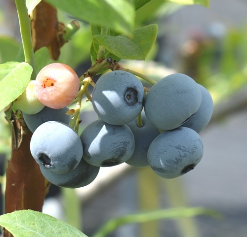 ��� ��RE�ϥ֥롼�٥꡼��2ǯ��������