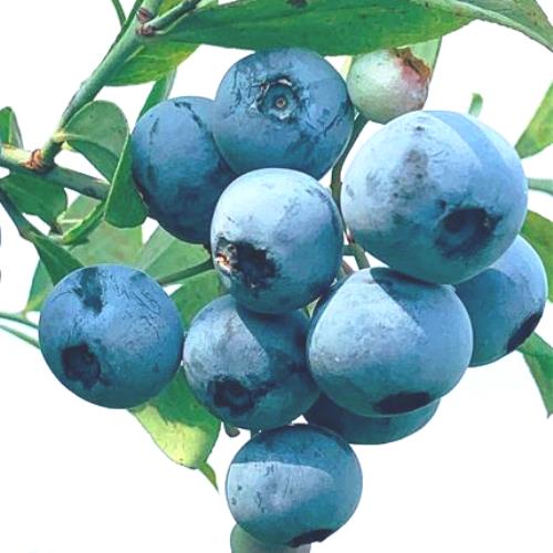 ��� ��RE�ϥ֥롼�٥꡼��2ǯ��������