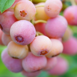 ��3ǯ���Ģ�ե������������RE�ϥ֥롼�٥꡼��