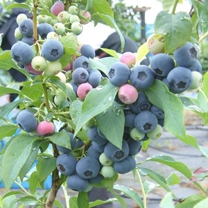 Ģ䥻ܥ꡼24cmݥåȻΩơREϥ֥롼٥꡼ۡߡ