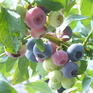 Ģ䥻ܥ꡼24cmݥåȻΩơREϥ֥롼٥꡼ۡߡ