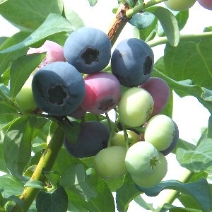 Ģ䥻ܥ꡼24cmݥåȻΩơREϥ֥롼٥꡼ۡߡ