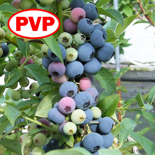 Ģ䥻ܥ꡼24cmݥåȻΩơREϥ֥롼٥꡼ۡߡ