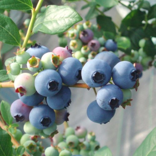 ��������󥪥ˡ��� ��SH�ϥ֥롼�٥꡼��2ǯ��������