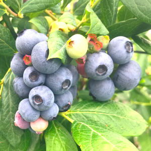 ≪大苗≫スプリングハイ24cmポット仕立て【SH系ブルーベリー】【送料込み】