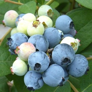 �����Ģ䥸�奨��24cm�ݥåȻ�Ω�ơ�SH�ϥ֥롼�٥꡼�ۡ��������ߡ�