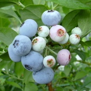 �����Ģ���24cm�ݥåȻ�Ω�ơ�RE�ϥ֥롼�٥꡼�ۡ��������ߡ�