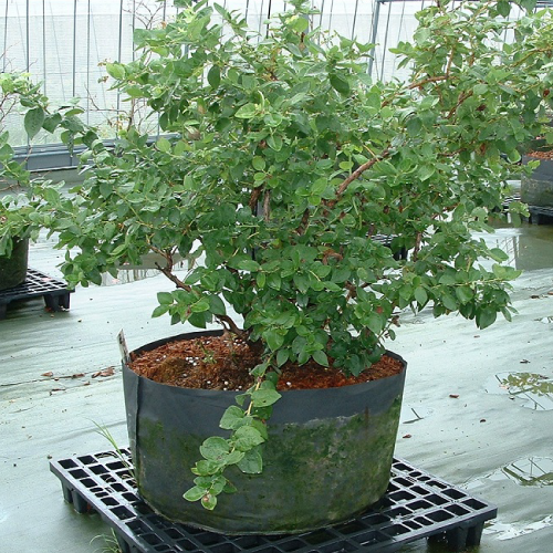 �롼�ȥ�åץݥåȡ��Կ��ۥݥåȡ�10A 20�� 25.0L��30������ �ڥ᡼����ľ����