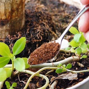 �ڲ����ڱ�����ۻ�³��Ʃ��ޥ�����饤��150g