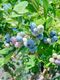 ��3ǯ���Ģ䥪������󥬥åץȥ� ��SH�ϥ֥롼�٥꡼��