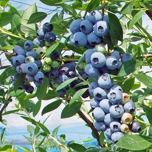 ��3ǯ���Ģ䥫�ߡ����SH�ϥ֥롼�٥꡼��