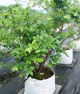 3ǯĢ䥦󥶡 SHϥ֥롼٥꡼