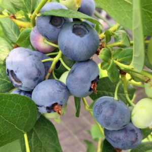 3ǯĢ䥦󥶡 SHϥ֥롼٥꡼