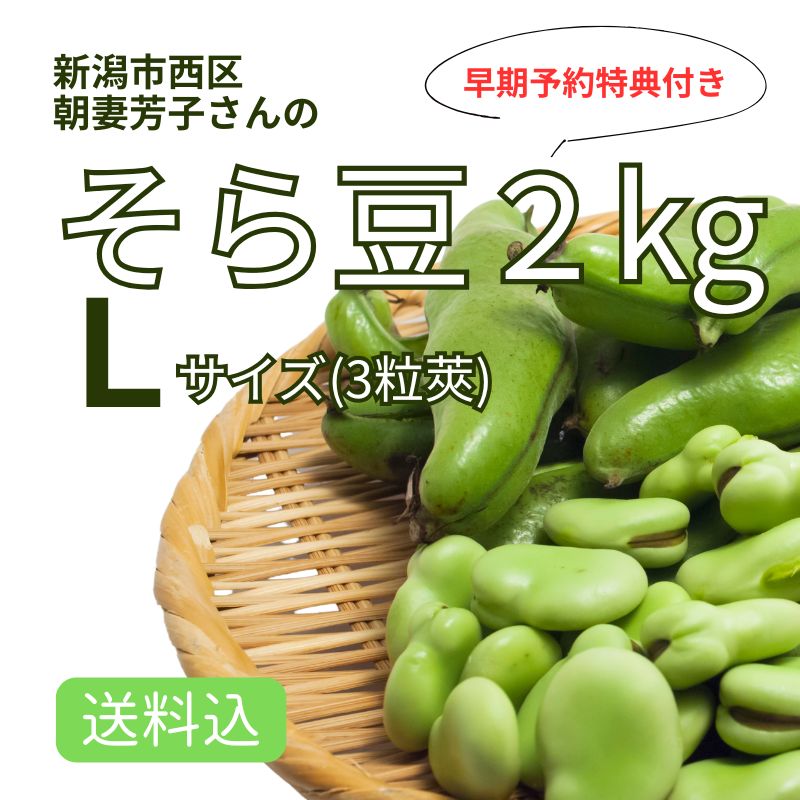 そら豆 期間限定】 新潟産 そら豆 Lサイズ 2kg ｜ そらまめ ソラマメ 空豆