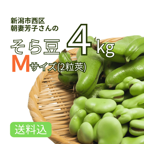 そら豆｜旬の野菜｜新潟県産野菜｜厳選お取り寄せ ピカリ産直市場お冨さん