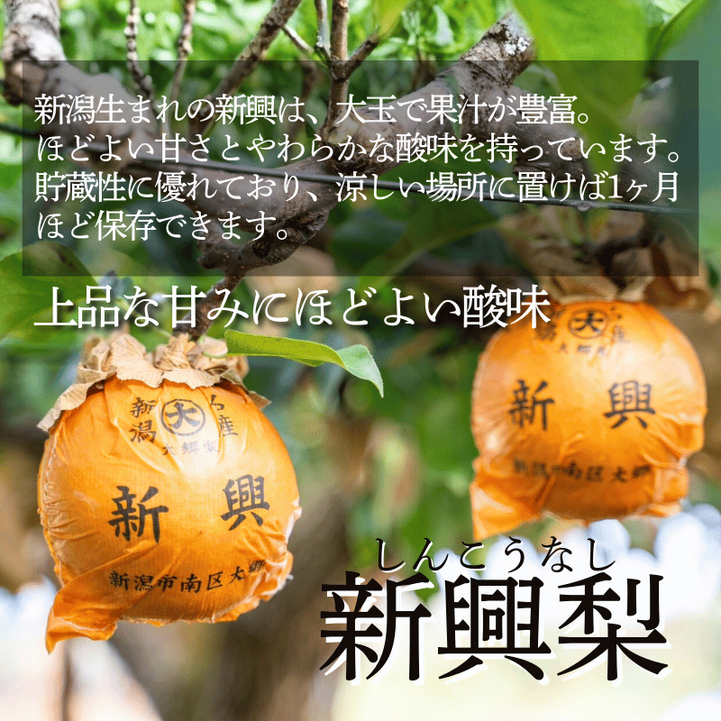 �ڴ������ۿ��㸩�� �� ���󤳤��ڿ�����3kg/5kg