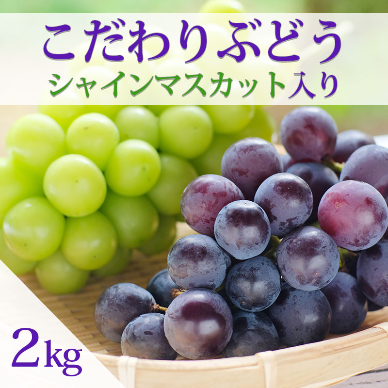 送料無料 ロザリオ ビアンコ 入り こだわり ぶどう 2kg セット 新潟市産 旬の果物 ぶどう 厳選お取り寄せ ピカリ産直市場お冨さん