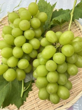 【農家さんから直送】 茨城県八郷産【シャインマスカット欧州系・種無し】2kg（2〜3房）箱入り☆開田ぶどう園の葡萄
