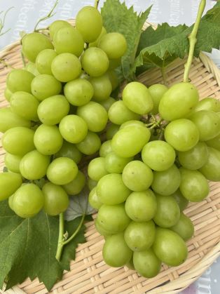 【産地直送】 茨城県八郷産【シャインマスカット欧州系・種無し】2kg（2～3房）箱入り☆開田ぶどう園の葡萄