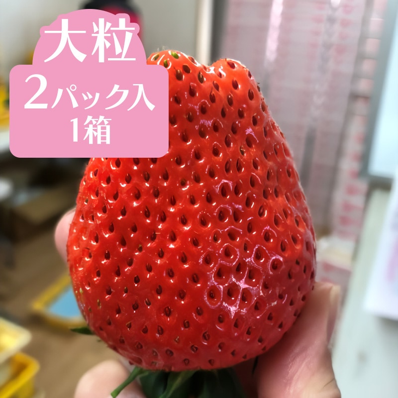 【どんどん収穫中】絶品いちご☆やよいひめデラックス！大粒2ﾊﾟｯｸ入り1箱☆茨城県鉾田市うさみ園いちご