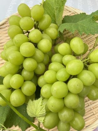 【農家さんから直送】茨城県八郷産【シャインマスカット欧州系種無し】1.2kg（1〜2房）箱入り★開田ぶどう園の葡萄