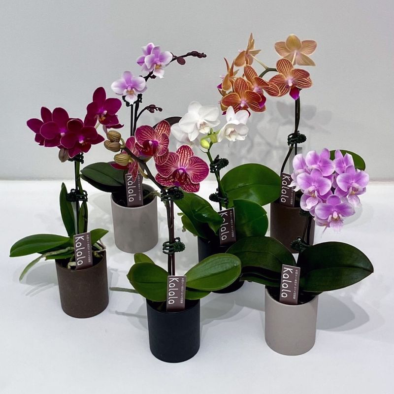 【送料無料】カララSサイズ　品種ランダム　6鉢セット