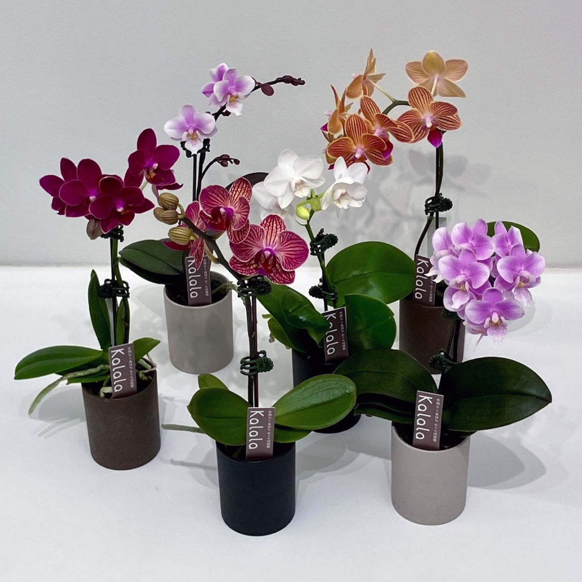 ウサハナ　お花ストラップ　3個セット　レア ウサハナ お花ストラップ 3個セット レア ウサハナ お花