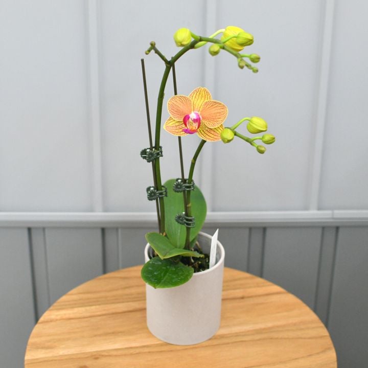 Leaf-TEST10（カララLサイズ）