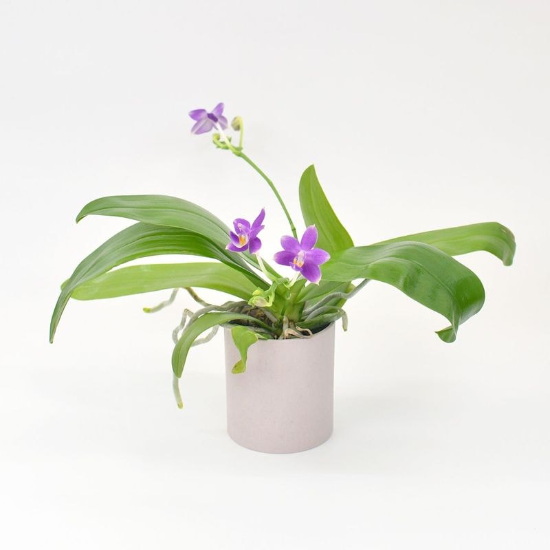 【葉蘭】青花　香付き  YNG-LM254-50