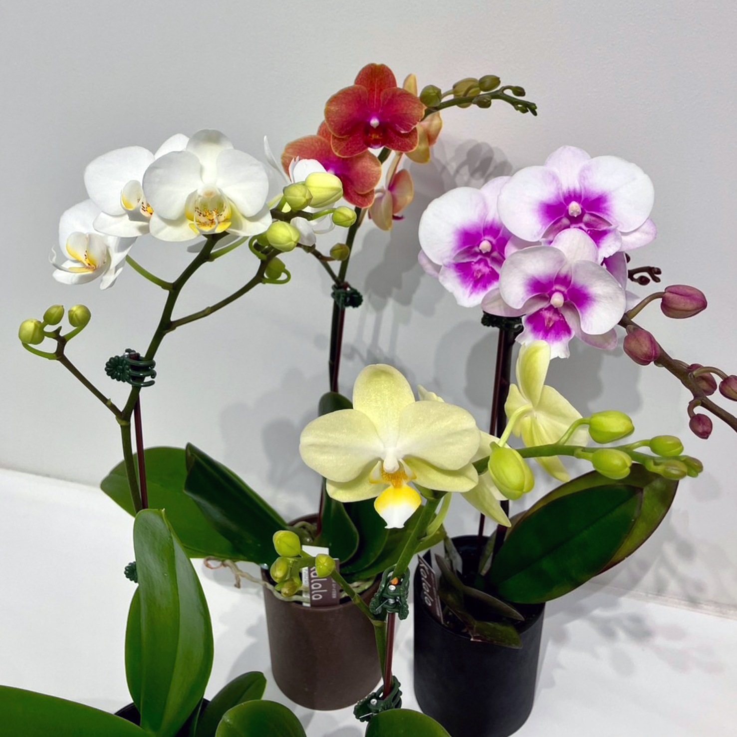 送料無料】カララLサイズ 花色ランダム 4鉢セット | 胡蝶蘭カララ