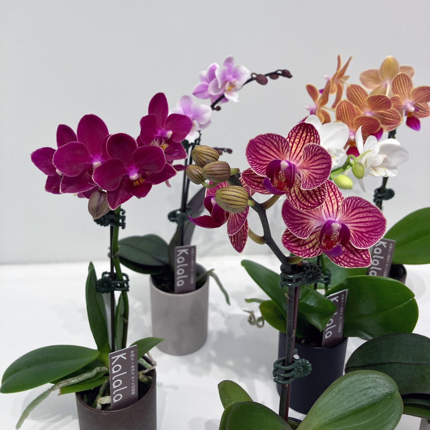 送料無料】カララSサイズ 品種ランダム 6鉢セット | 胡蝶蘭カララ