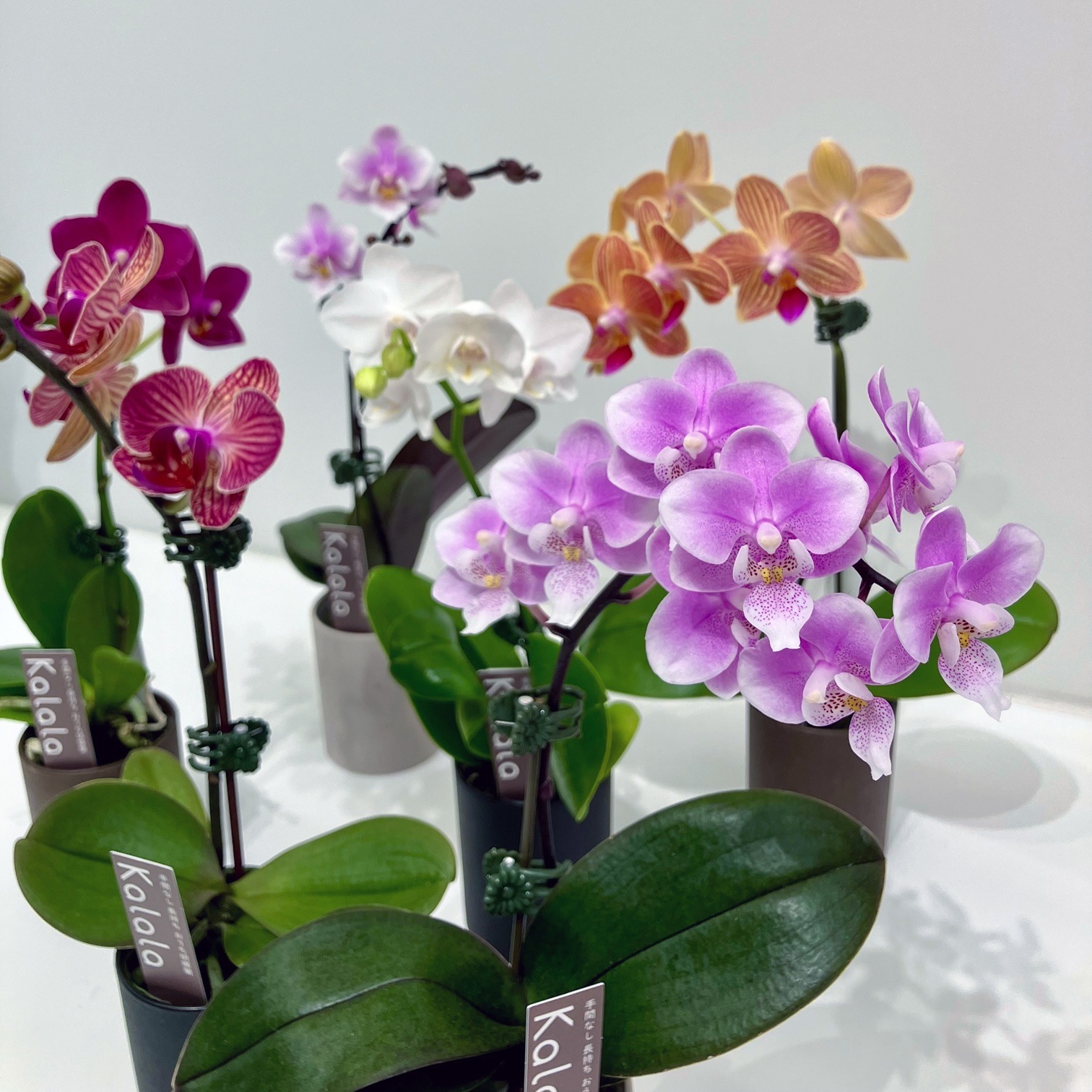 送料無料】カララSサイズ 品種ランダム 6鉢セット | 胡蝶蘭カララ