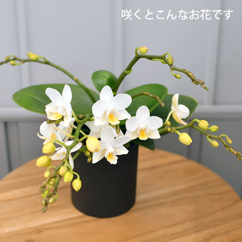 「ナザレ」苗（エルフ2.5号サイズ） 鉢あり ランフル付き