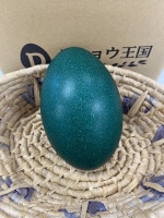 ダチョウ王国 エミューの卵