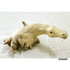 �ɤ��ڤ���Ħ���ϡ��Х��硡INNS-20