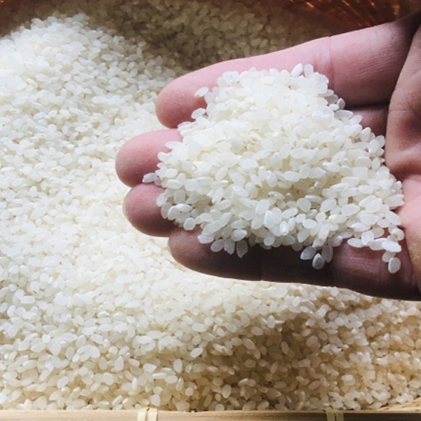 大好評につき、期間延長！！【お宿ねっと倶楽部メンバーズ会員限定】《京都》＊新米＊先行予約 京都・亀岡産ほんめ米コシヒカリ