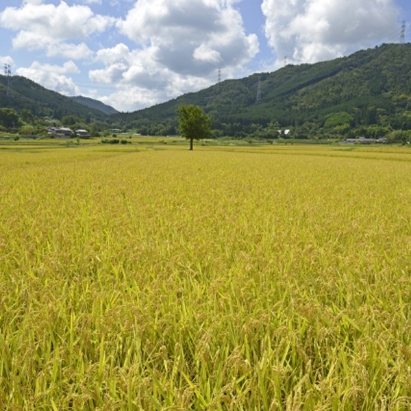 【数量限定】《京都》＊令和7年産＊ 京都・亀岡産ほんめ米コシヒカリ（送料無料）