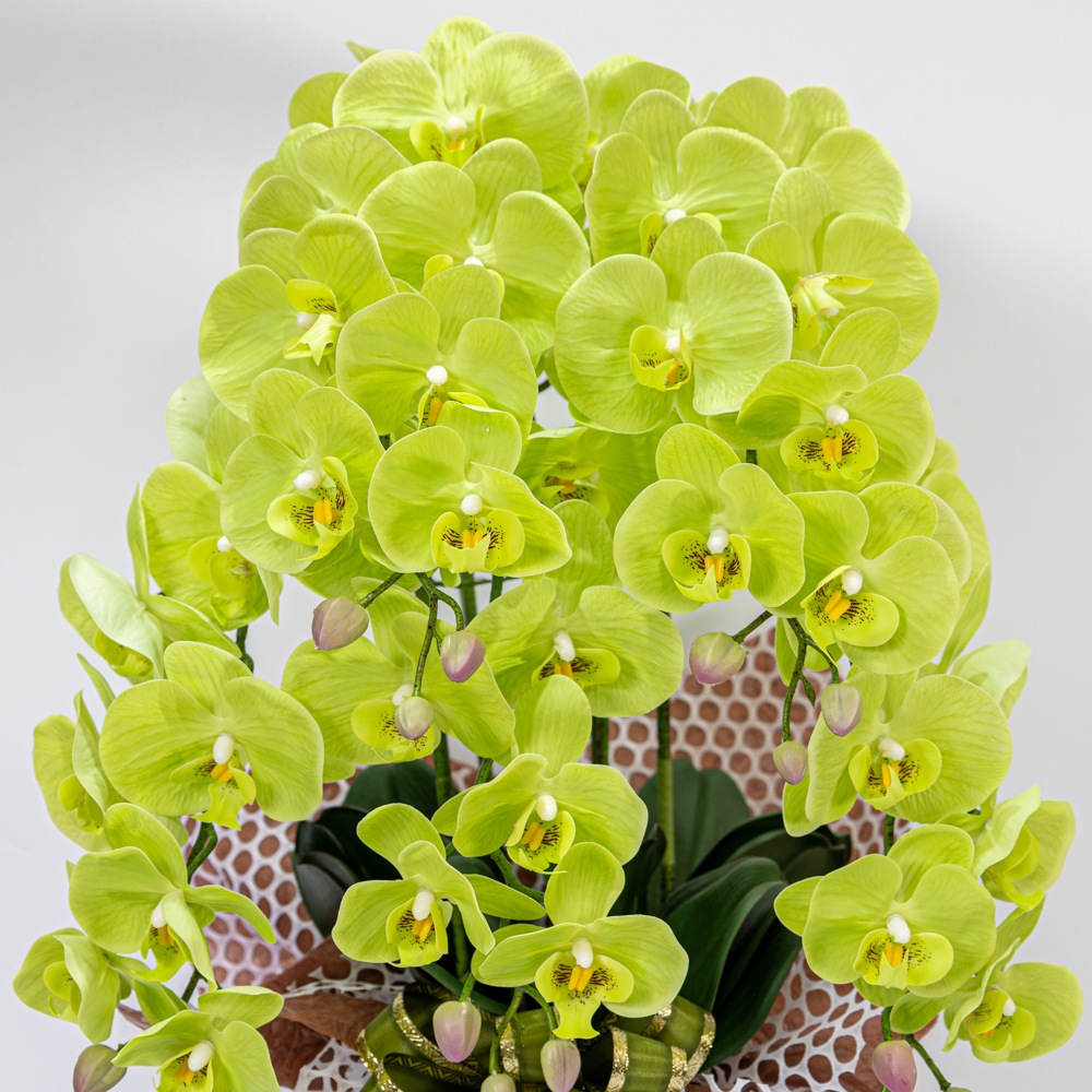 ��ĳ�� 5�� �� ¤�� 1�� �����դ� Ω�� ��å����������� ���ˤ� ���� ��ǰ�� ������ ���� ����ƥꥢ ��H1_010