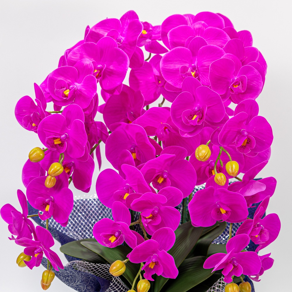 ��ĳ����5�ܡ��ֻ硡¤�֡�1�ġ������դ���Ω������å����������ɡ����ˤ������ȡ���ǰ���������������֡�����ƥꥢ��H1_011