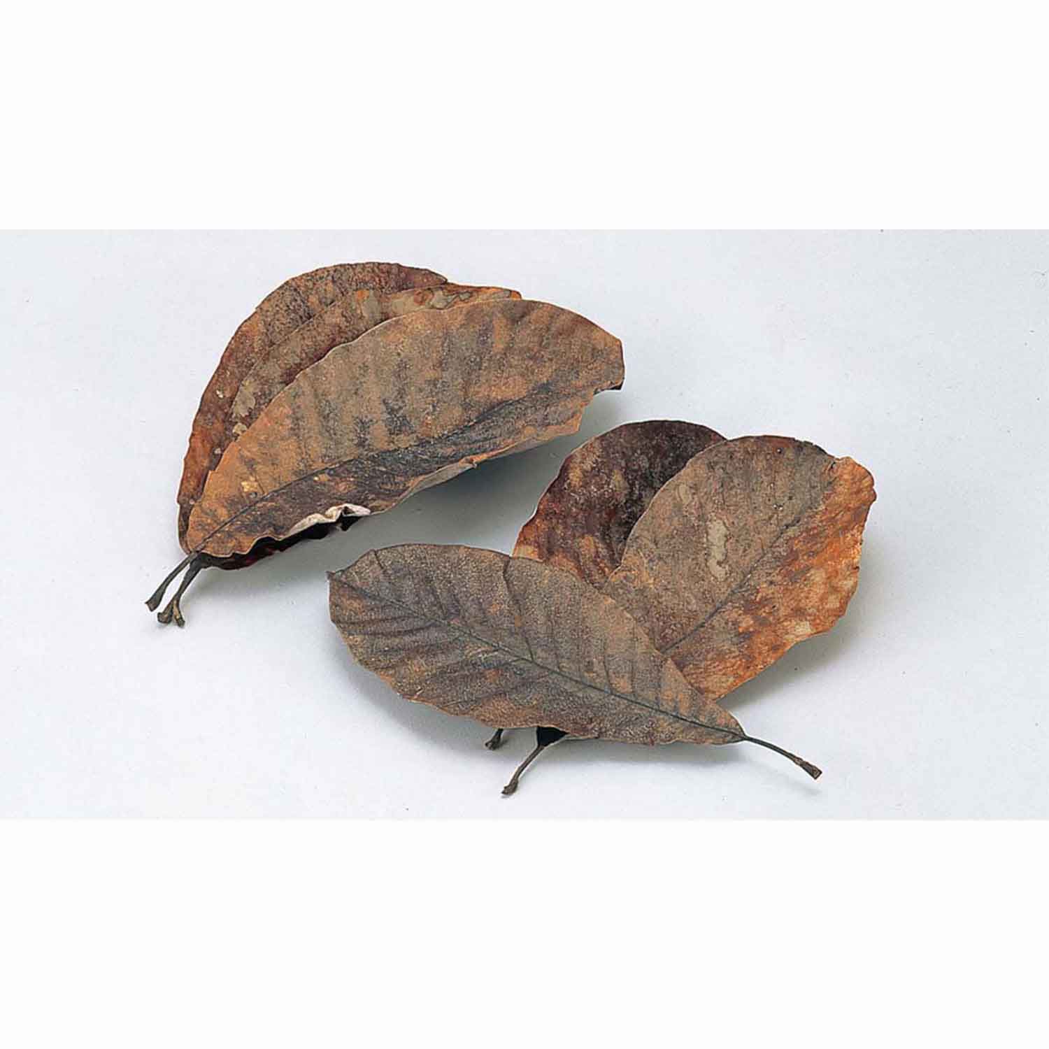 天然朴葉(100枚入)290~360㎜(24394)　直送