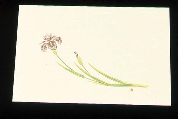 尺三 懐石まっと クリーム(100枚入)WSS-5 あやめ(5月~6月)　直送