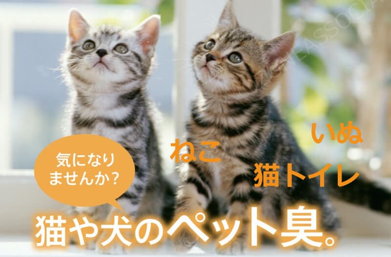 ��ľ�Τ����餤�ĤǤ�10%off���᡼�����ݾ�3ǯ�դ����ڲ����ѡ۲�Ŭ�ޥ������� OZ-3 ���������æ���� ���������� �����륹����